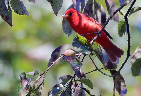 Summer Tanager by Keith Watson